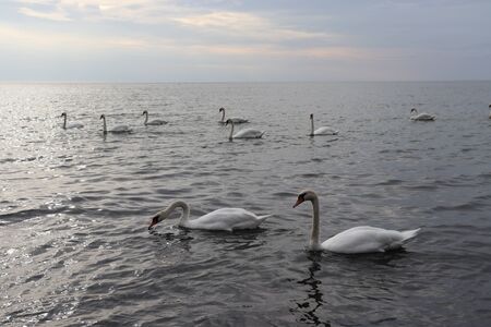 swansの写真素材