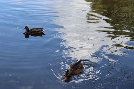 wild duckの写真素材