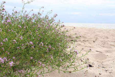 flowersの写真素材