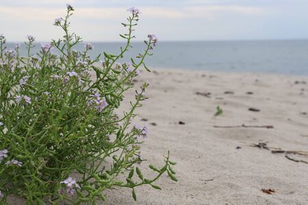 empty beachの写真素材