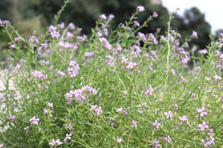 flowersの写真素材