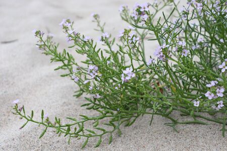 flowersの写真素材