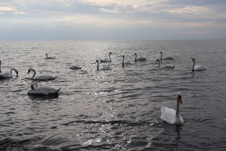 wild swansの写真素材