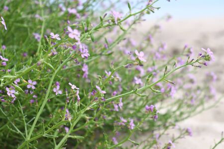 flowers bloomの写真素材