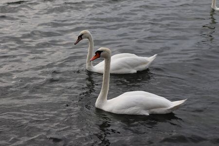 wild swansの写真素材