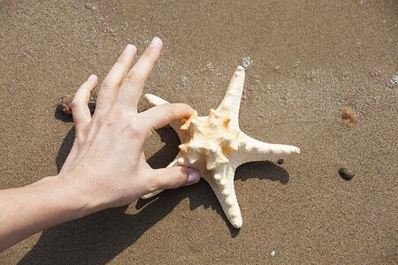 Sea star on sandy beach on sunny day. Relaxation concept.