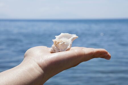 Seashell in woman's hands. The concept of relaxation.の写真素材