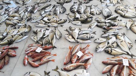 Fresh fishes on white background.