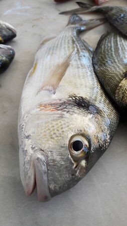 Fresh fishes on white background.