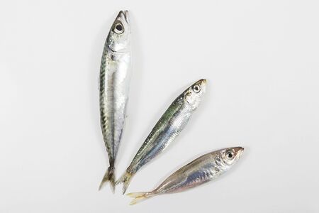 Fresh fishes on white background.の写真素材