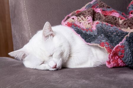 Cute kitty is resting on the sofa. It is Sleeping and wrapped in soft blanket.
