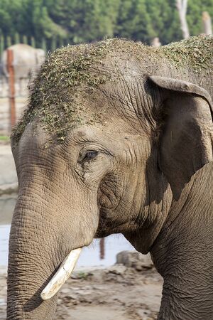 African elephant on the zoo.の写真素材