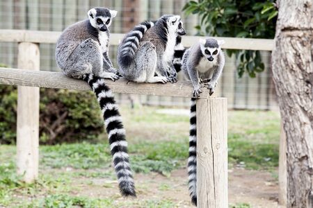 Lemurs on the zoo.の写真素材