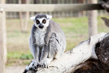 Lemurs on the zoo.
