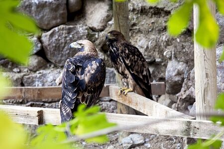 Eagle on the zoo.