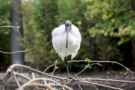 White ibis on the zoo.の写真素材