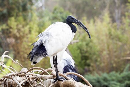 White ibis on the zoo.の写真素材