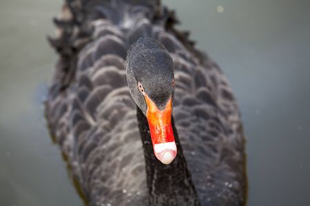 Black swan in the zoo.の写真素材