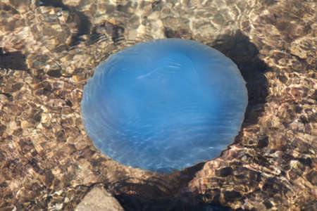 Blue sea jellyfish underwater, shooting from above.の写真素材