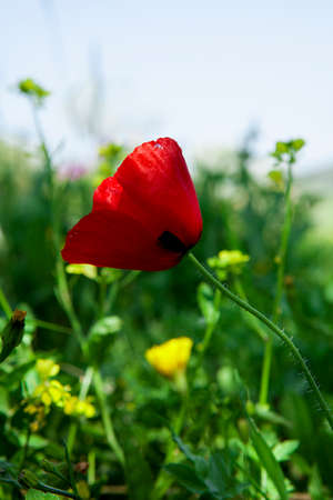 Poppy and chamomile growing in meadow.の写真素材