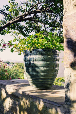 Spring flowers blooming in natureの写真素材