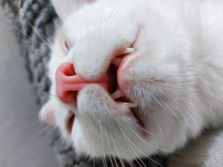 White cat is sleeping in living room.の写真素材