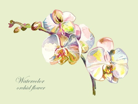 watercolor orchid flower のイラスト素材