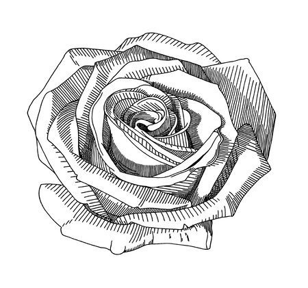 hand draw sketch rose のイラスト素材