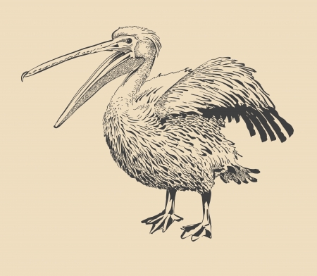  original ink drawing of pelican with open beak (Pelecanus onocrotalus). I am author of this illustration のイラスト素材
