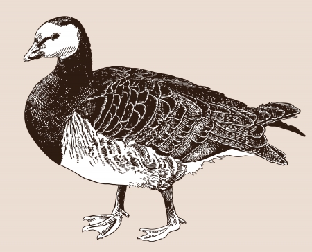 digital drawing of Barnacle goose (Branta leucopsis), engraving styleのイラスト素材