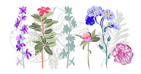 set of hand drawing botanical floral elements - wild flowers, handmade vector illustration collectionのイラスト素材
