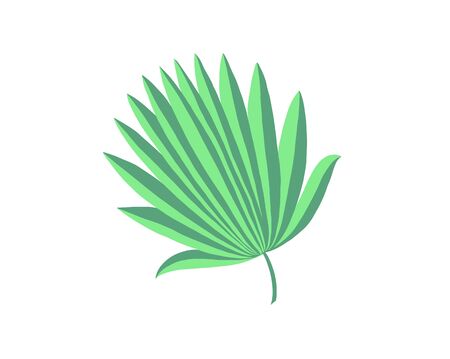hand drawing of palm leaf isolated on whiteのイラスト素材