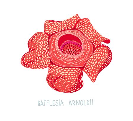 hand drawing flat vector illustration of tropical flower - Rafflesia Arnoldii grows in indonesiaのイラスト素材