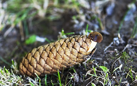 The fungus which grew out of pine cones