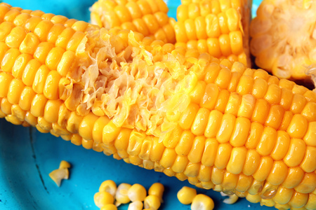 Boiled bitten corn in blue plate and chopped corn on blue plate. Healthy organic diet vegan food...