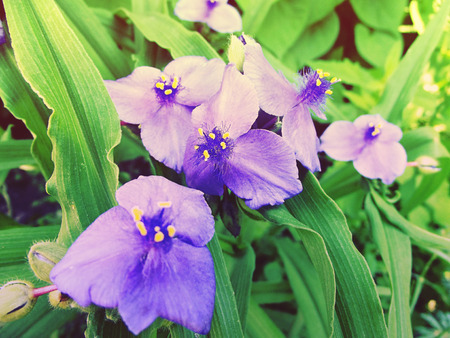 Tradescatia virginiana, spiderwort flower. Sprintime flowers. Tined toned coloration image with sunbeam effectの写真素材