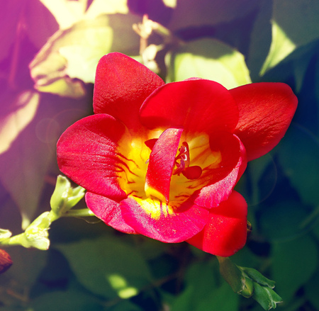 Springtime flower freesia. Tined toned coloration image with sunbeam effect and pink toneの写真素材