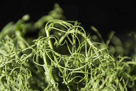 Sprouts peas on a black background