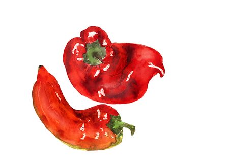 Watercolor hand drawn sketch illustration of red pepper on white background. Copy spaceの写真素材