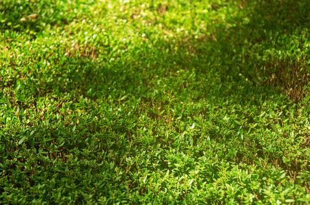 Natural clipped pruned green bush hedge background.の写真素材
