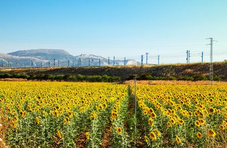 Blooming sunflower field landscape against mountains and blue sky. の写真素材