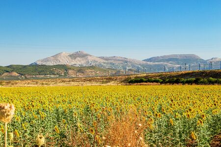 Blooming sunflower field landscape against mountains and blue sky. Spainの写真素材