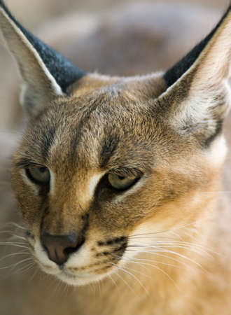 Karakal の写真素材