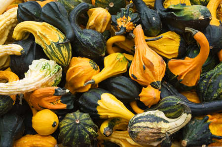 Pumpkinの写真素材