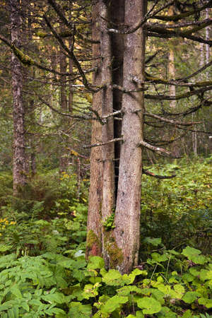Forests in the Hohe Tauern National Park, Austria