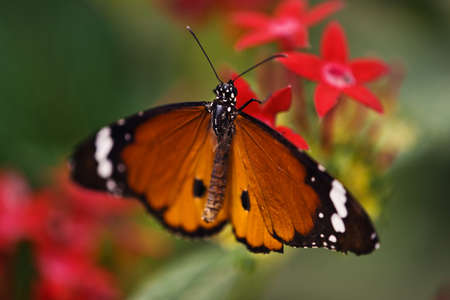 Monarch butterfly