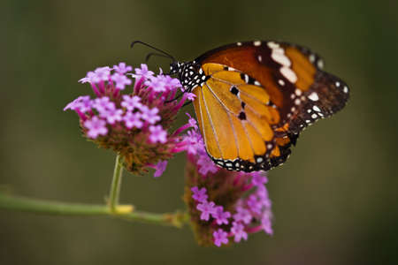Monarch butterfly