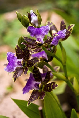 Orchidの写真素材