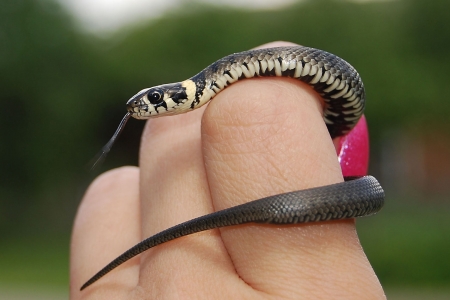 Small snakeの写真素材