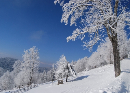Winter wood in mountainsの写真素材